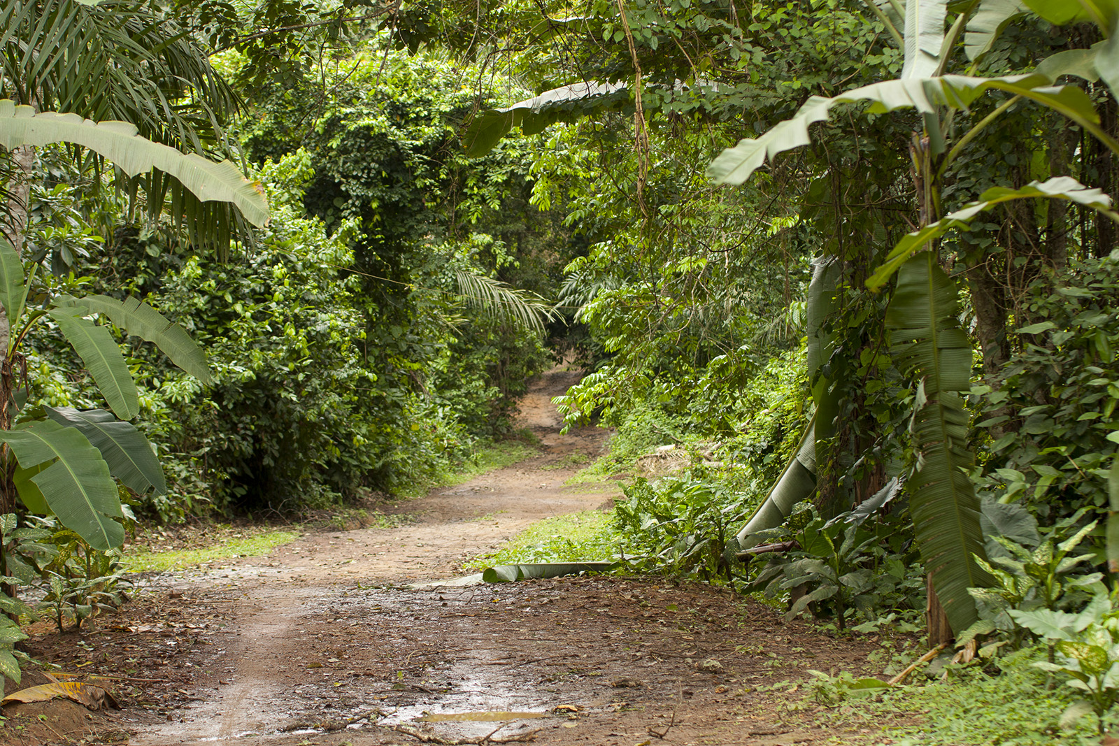 Południe Kamerunu to lasy deszczowe